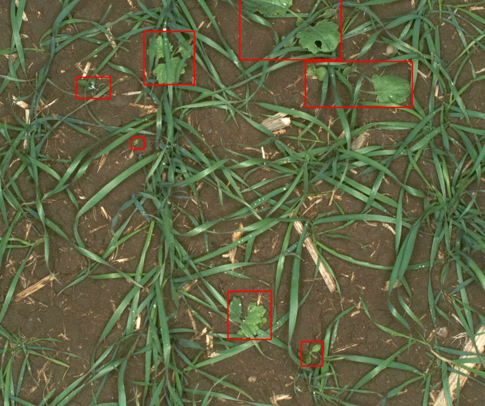 Automatic weed detection with bounding boxes