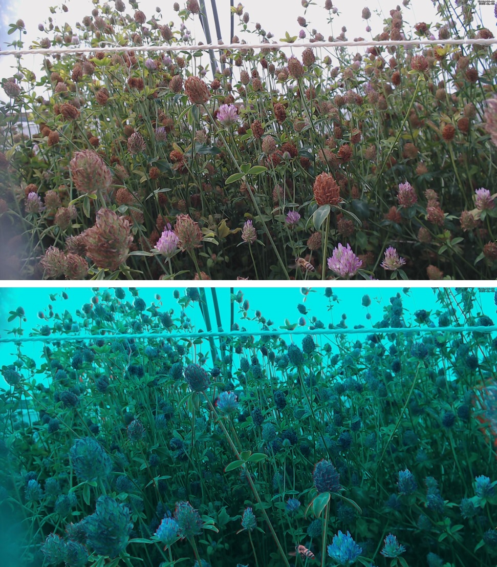 Insect detection – Computer Vision in Biosystems